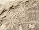 Mammal's foot in a dinosaur fossil. Copyright: Alex Dececci.