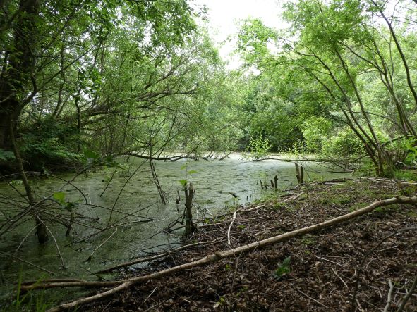 Wetland landscape created by beaver dams in the River Otter catchment, Devon, UK, showing woody vegetation cut by beaver in the foreground.