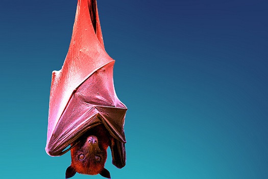 A bat hanging upside down against a coloured background
