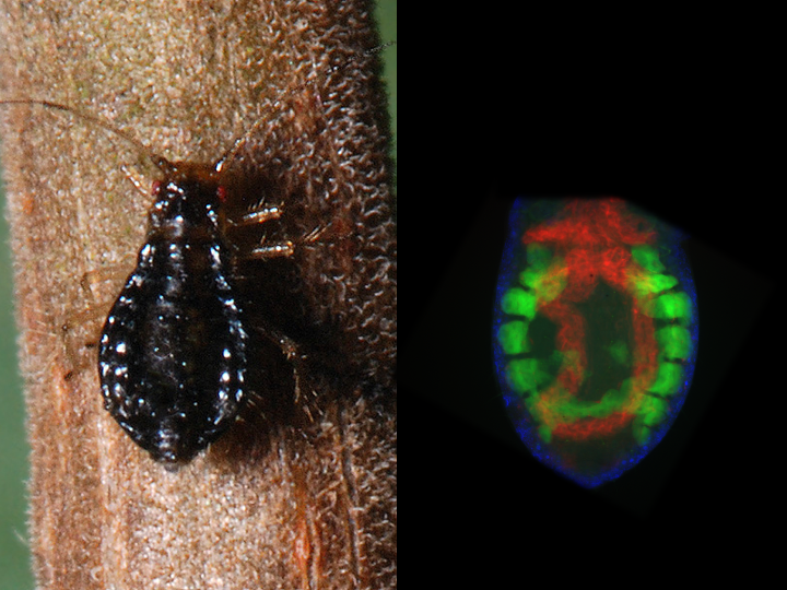 Image of aphid next to image of its internal anatomy 