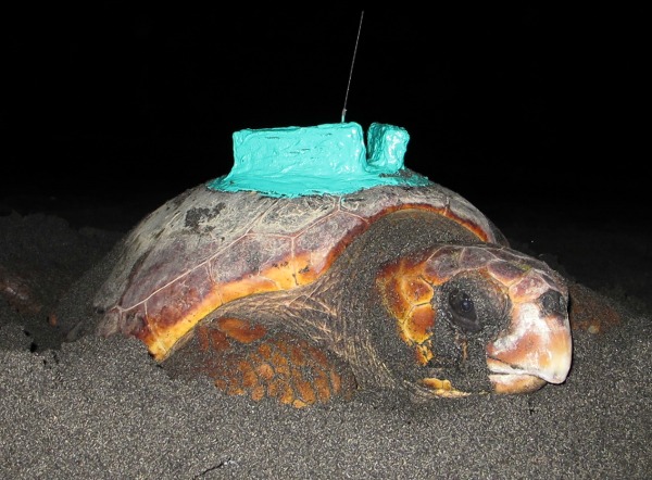 A loggerhead turtle with a tracking device