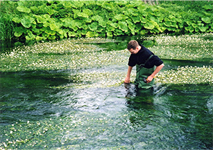 Man wading in river surrounded by Ranunculus plants