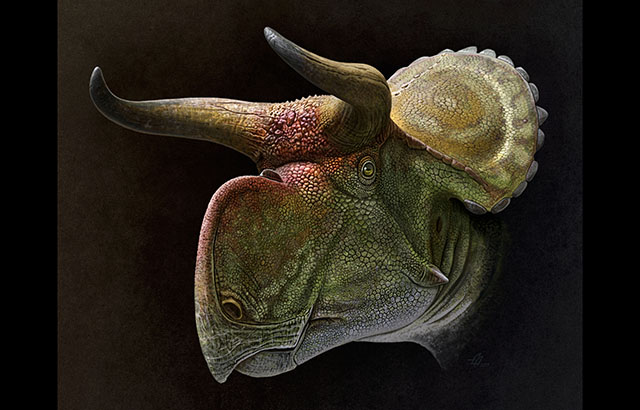 Restoration of the head of Nasutoceratops