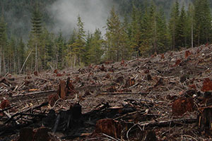 A forest of cut down trees with healthy remaining trees in the backgroud.