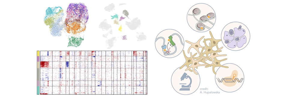 Representation of a single-cell RNA-seq dataset, next to a schematic of melanocytes