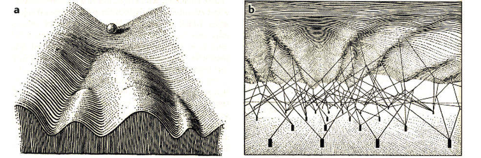 Waddington’s epigenetic landscape