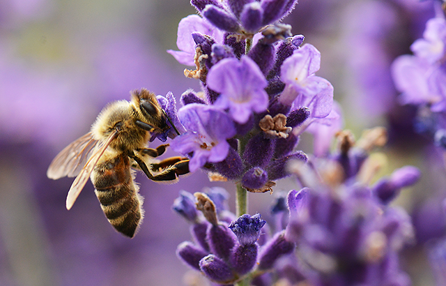 Bee on lavender