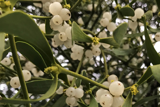 green plant with white berries
