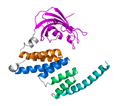 In silico schematic of protein structure of AIP