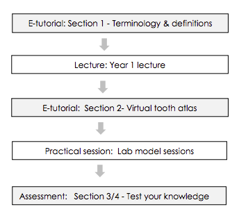 Tooth Morphology sections