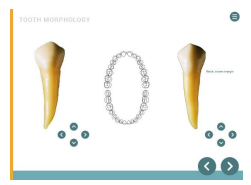 Tooth Morphology - atlas